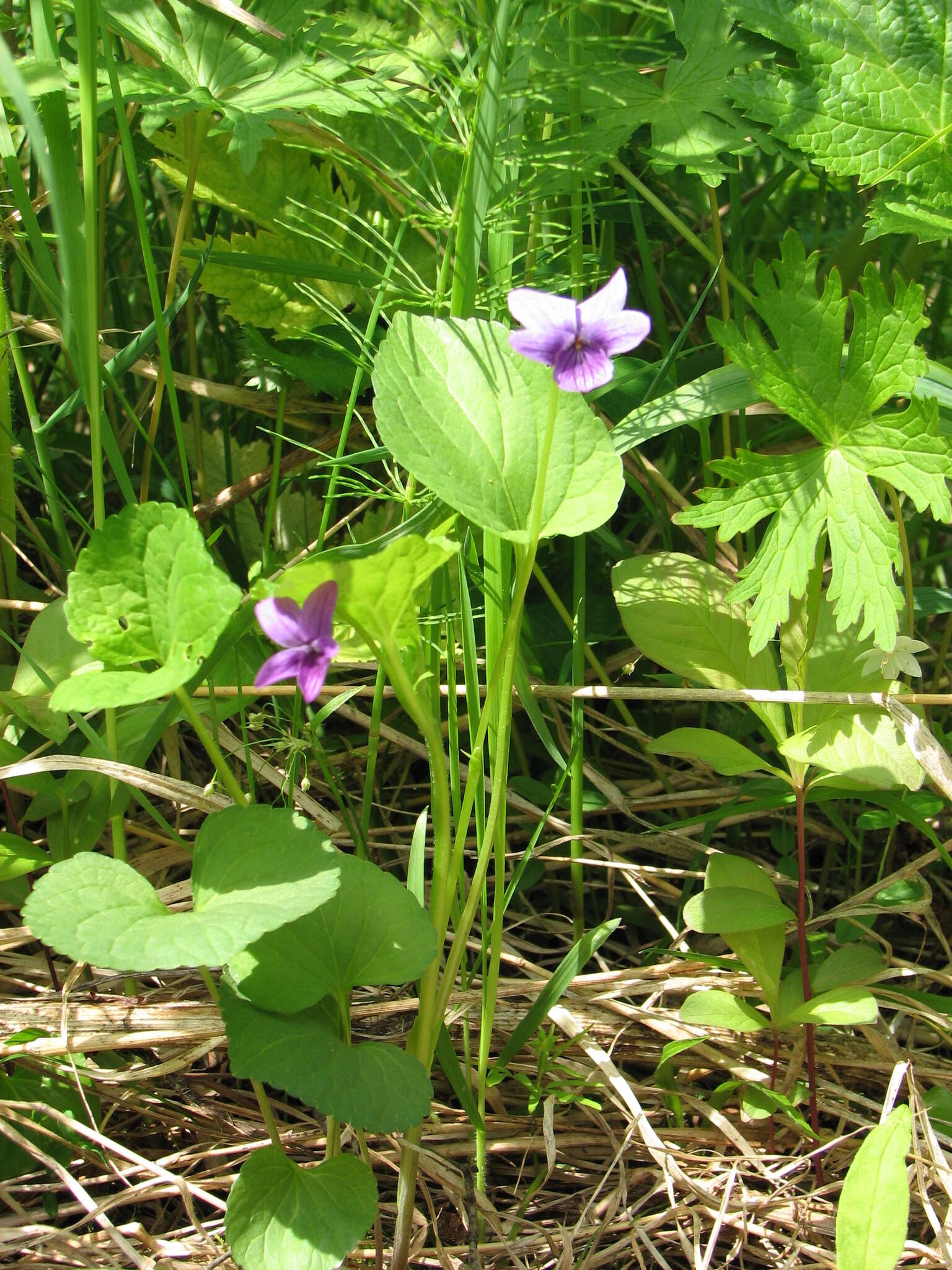 Слика од Viola langsdorfii subsp. sachalinensis W. Becker