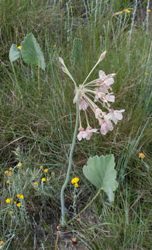 Image of Variable stork's-bill