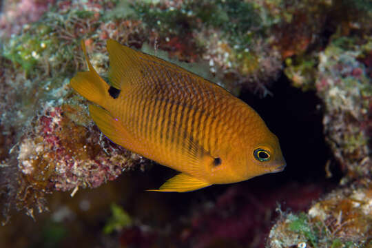 Image of Threespot Damselfish