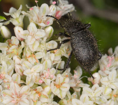 Image de Eleodes (Amphidora) nigropilosa (Le Conte 1851)