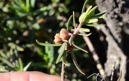 Image of Clutia pubescens Thunb.