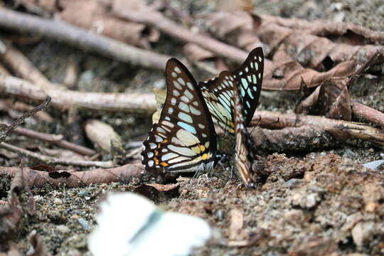 Sivun Graphium chironides (Honrath 1884) kuva