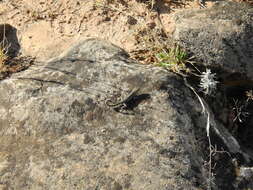 Image of Carter’s Semaphore Gecko