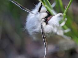 Image of Vestal Tiger Moth