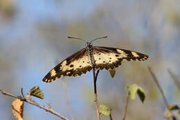 Image of Acraea turna Mabille 1877