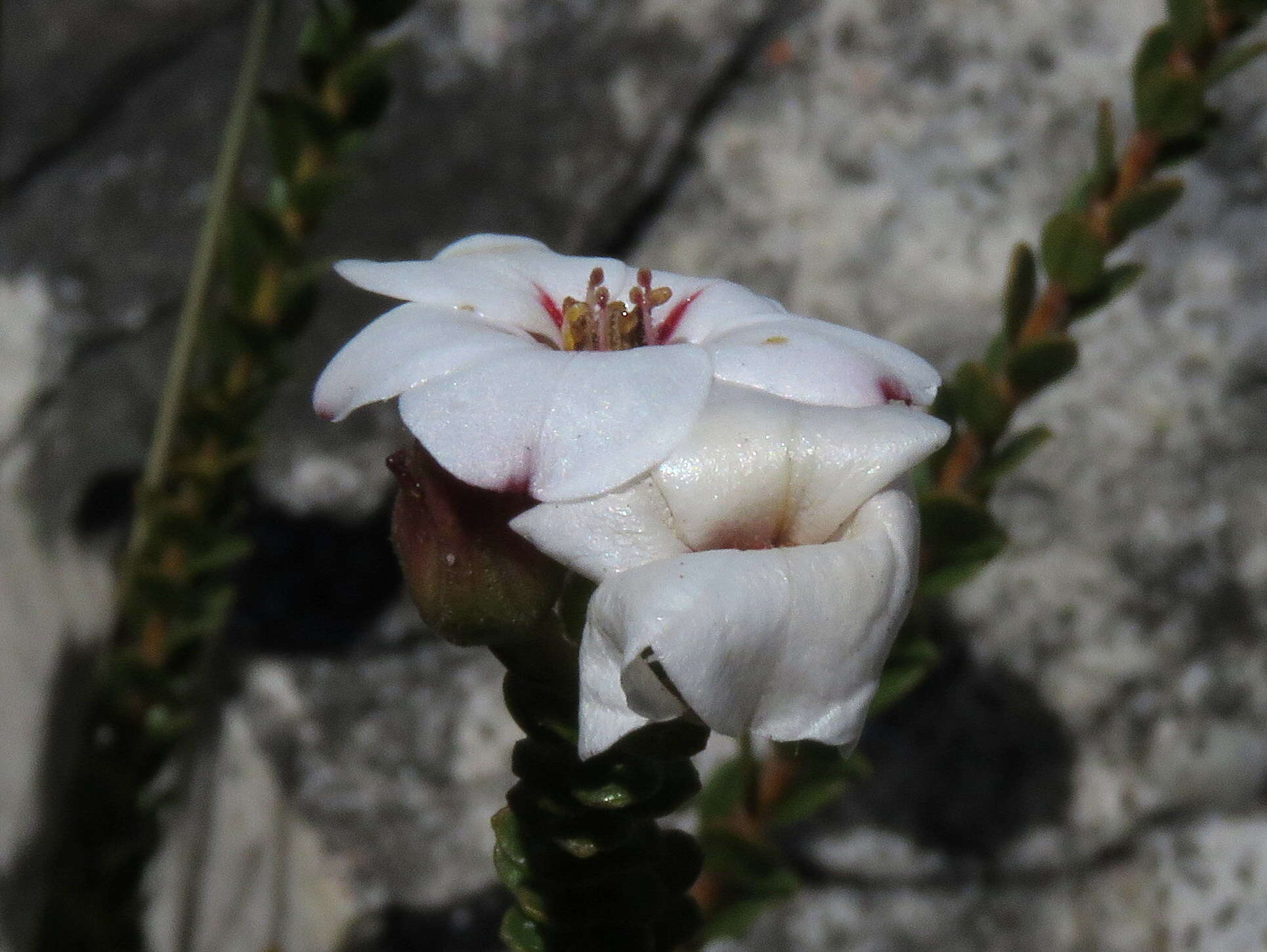 Image of Adenandra villosa subsp. villosa