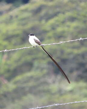 Imagem de Tyrannus savana monachus Hartlaub 1844