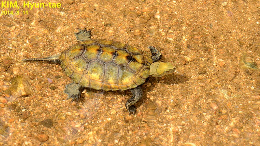 Plancia ëd Mauremys japonica (Temminck & Schlegel 1835)