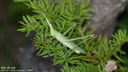 Image of Chinese Grasshopper