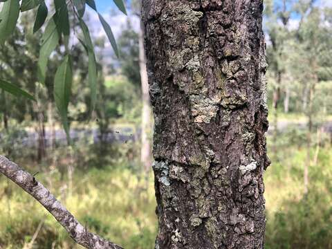 Image of narrowleaf red ironbark