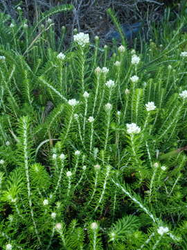 Image of Needle Everlasting