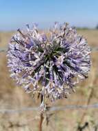 Image de Echinops adenocaulos Boiss.