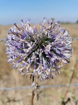 Image of Echinops adenocaulos Boiss.