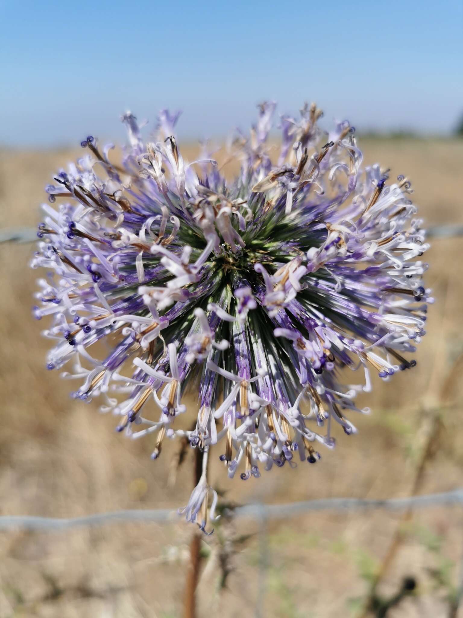 Image de Echinops adenocaulos Boiss.