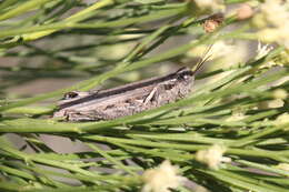 Image of Melanoplus cinereus Scudder & S. H. 1878