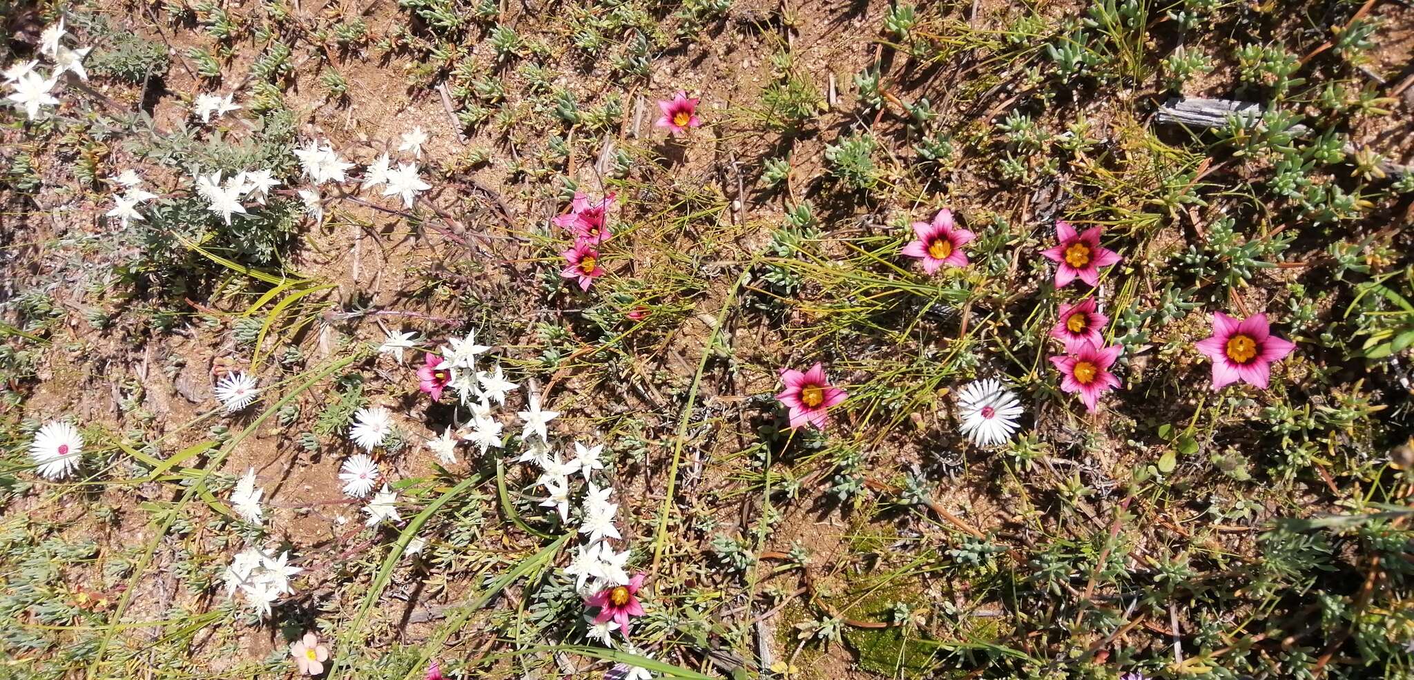 Image of Romulea eximia M. P. de Vos