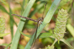 Sivun Ascaloptynx appendiculata (Fabricius 1793) kuva