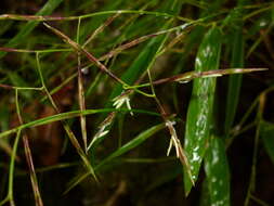 Imagem de Arthrostylidium venezuelae (Steud.) McClure