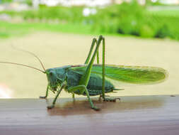 Image of Great green bushcricket