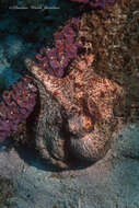 Image de Octopus americanus Froriep 1806