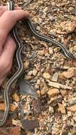 صورة Thamnophis proximus proximus (Say ex James 1823)