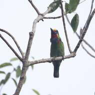 Image of Red-throated Barbet