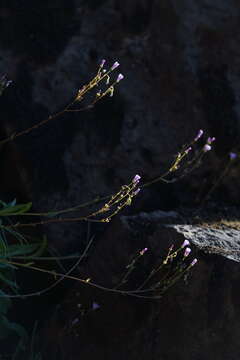 Image of Congdon's lewisia