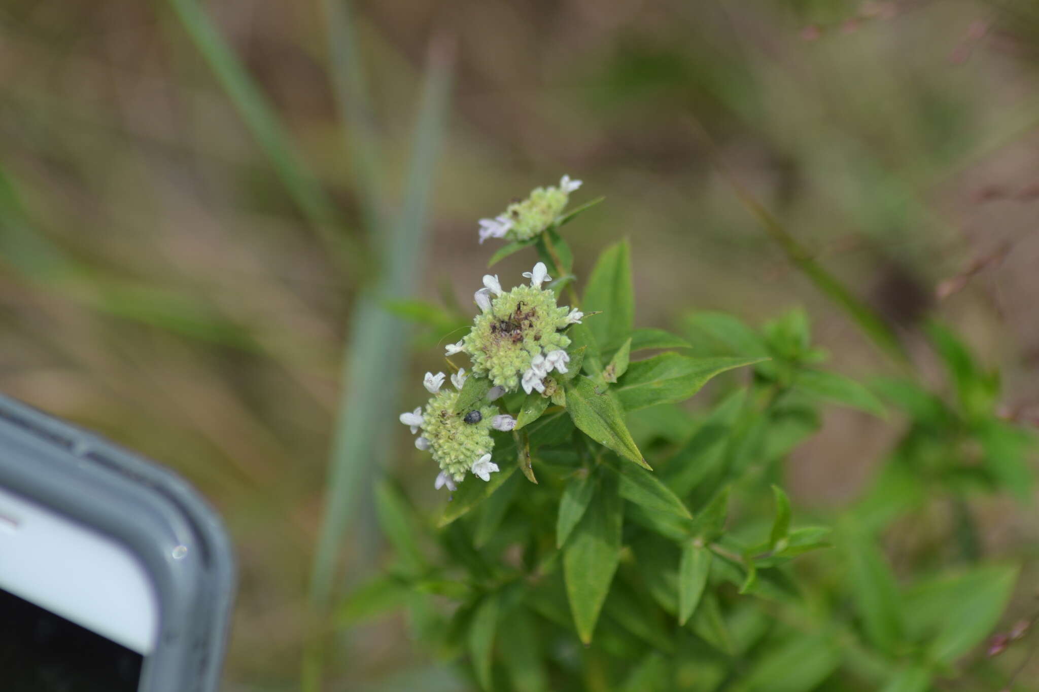 صورة Pycnanthemum verticillatum var. verticillatum