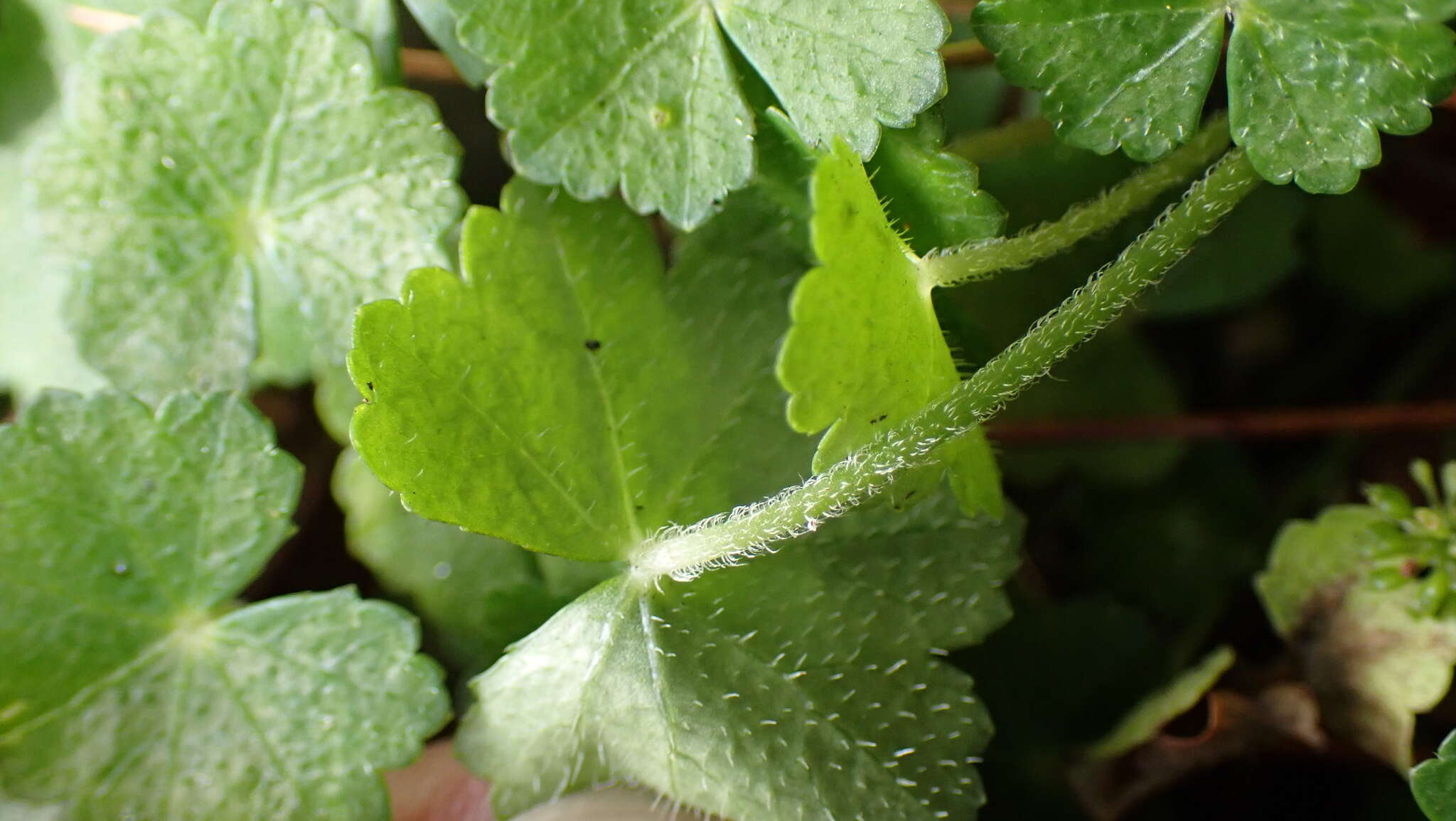 Image of Hydrocotyle setulosa Hayata