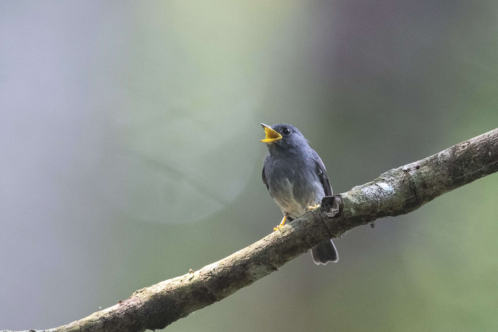 Plancia ëd Muscicapa sethsmithi (Van Someren 1922)