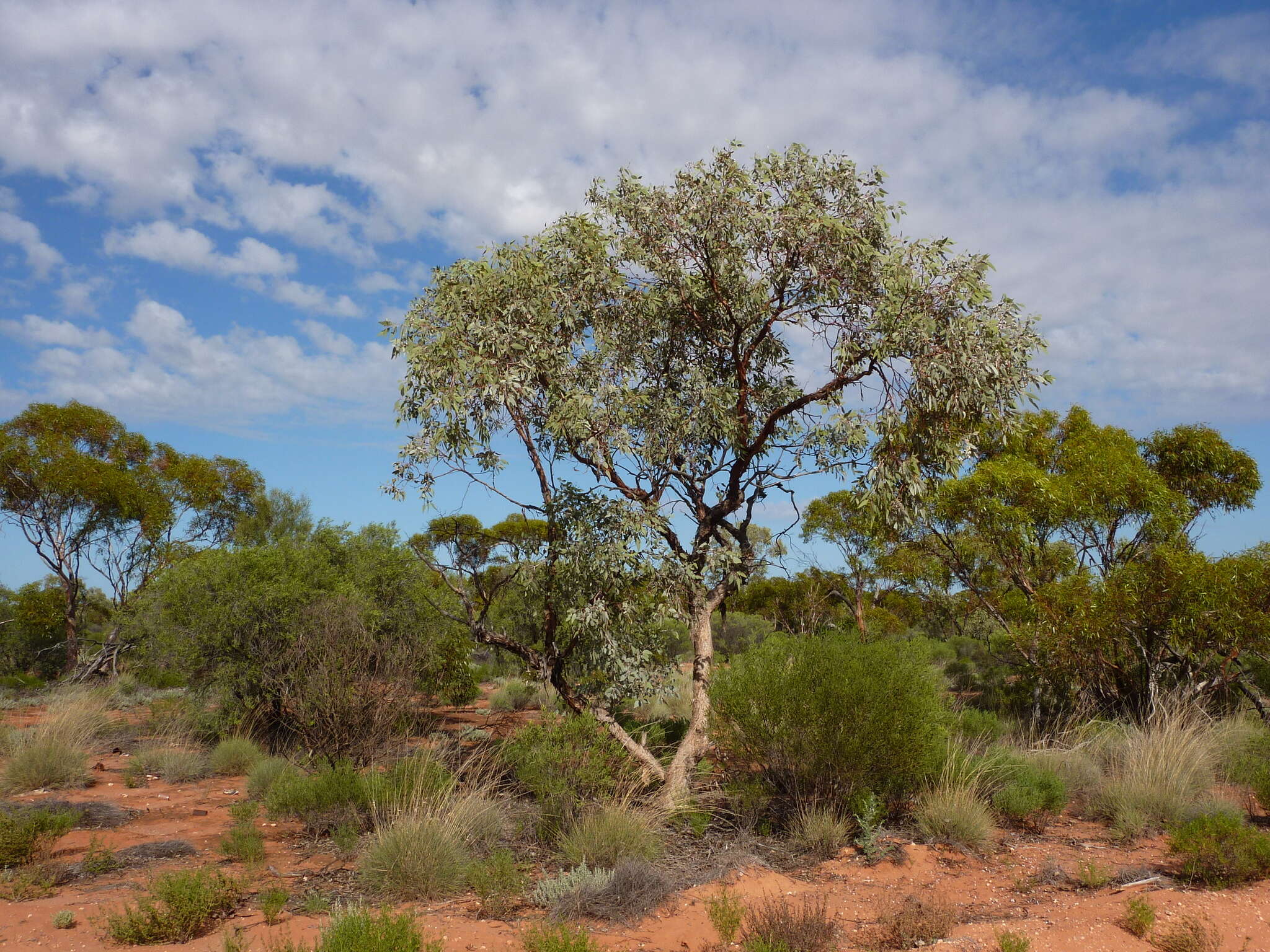 Image of Eucalyptus canescens subsp. canescens