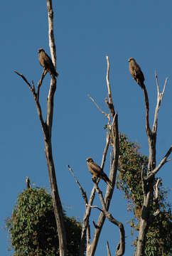 Image of Milvus migrans affinis Gould 1838