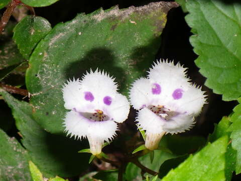 Image of Achimenes fimbriata Rose ex C. V. Morton