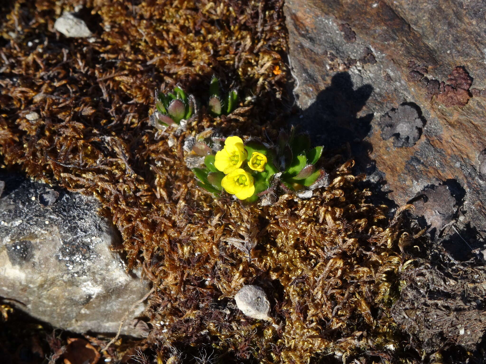 Image of alpine draba