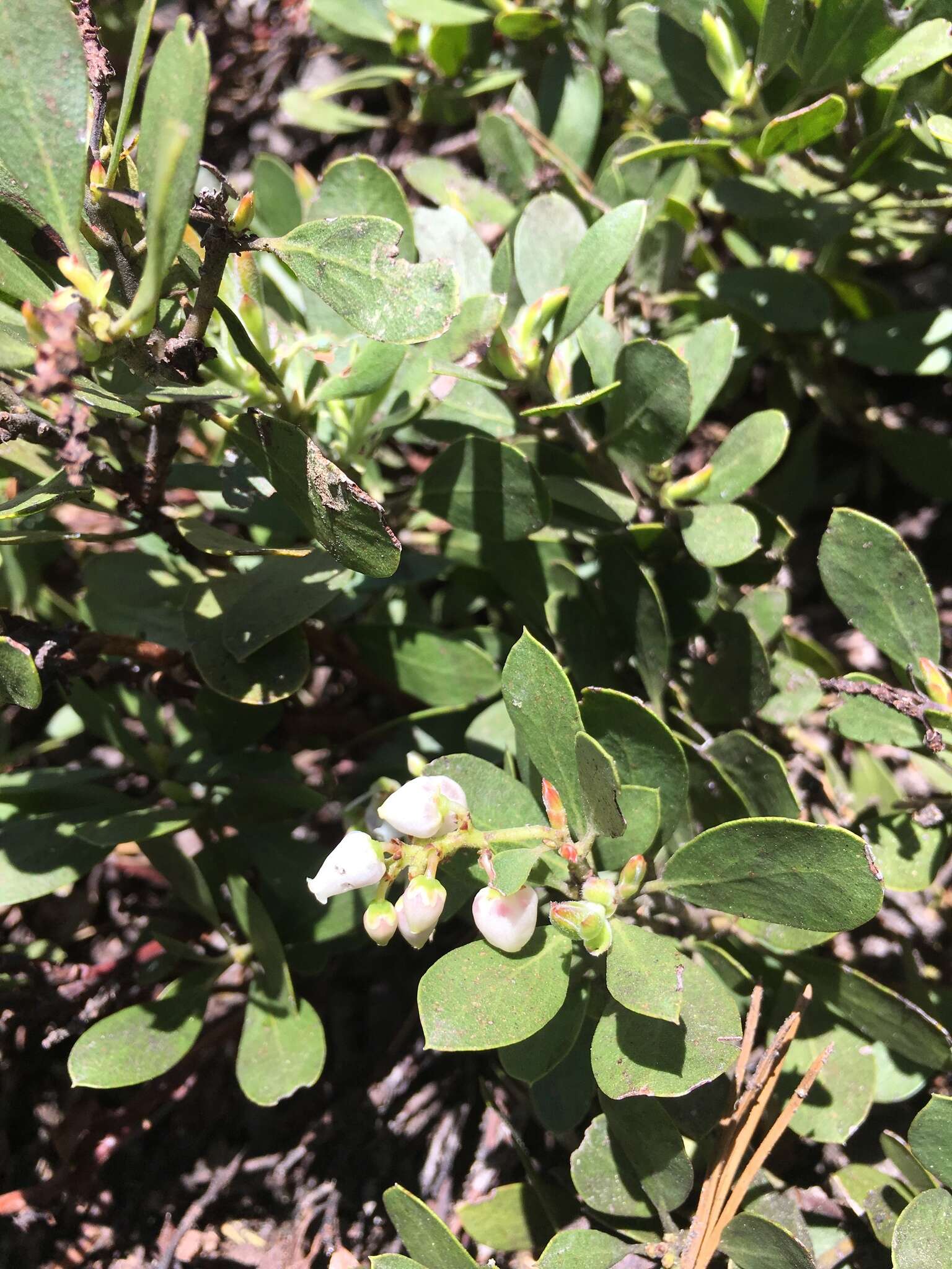 Imagem de Arctostaphylos nevadensis A. Gray