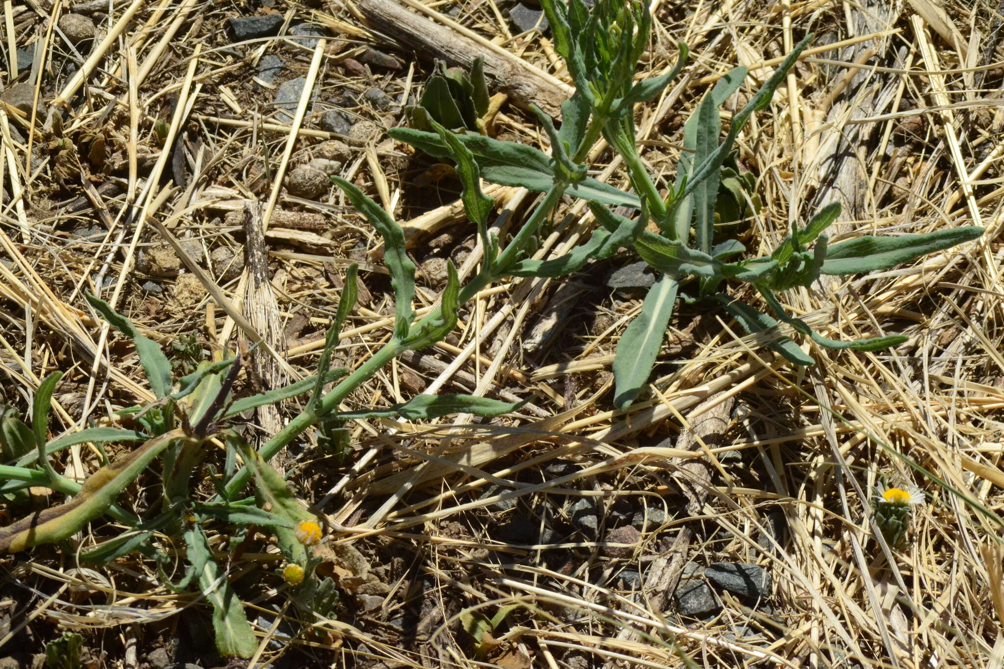 Image of Texas blueweed