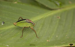 Image of Anisophya melanochloris (Rehn & J. A. G. 1911)