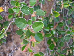 Image of Pomaderris paniculosa subsp. paniculosa