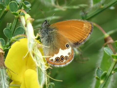 Image of pearly heath