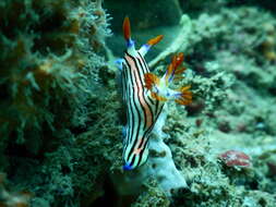 Image of Nembrotha aurea Pola, Cervera & Gosliner 2008