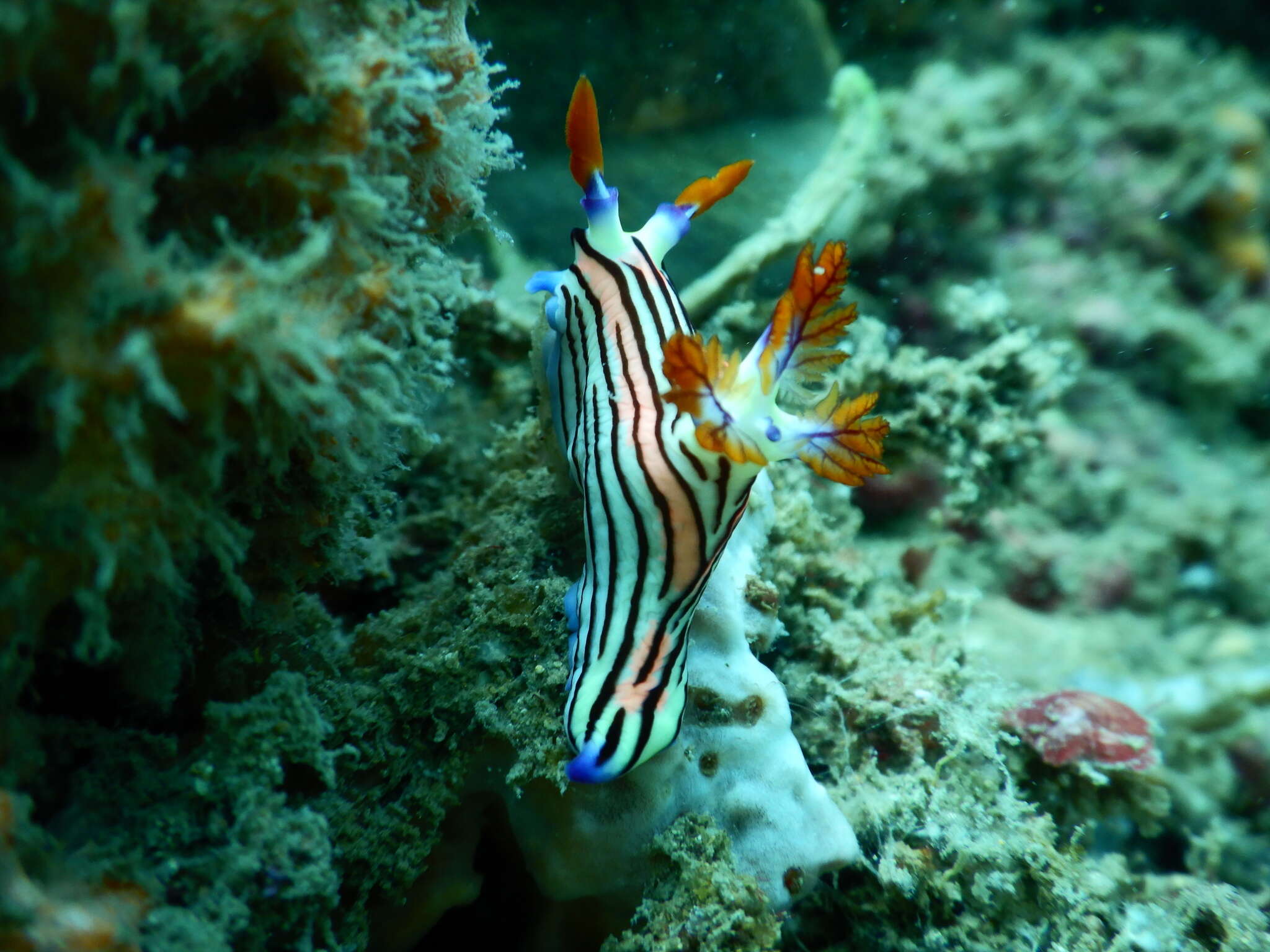 Image of Nembrotha aurea Pola, Cervera & Gosliner 2008