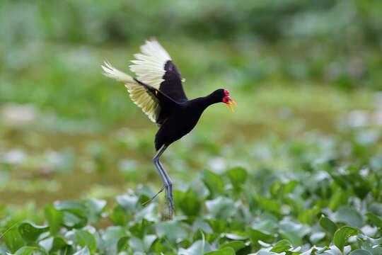 Image of Jacana jacana hypomelaena (Gray & GR 1846)