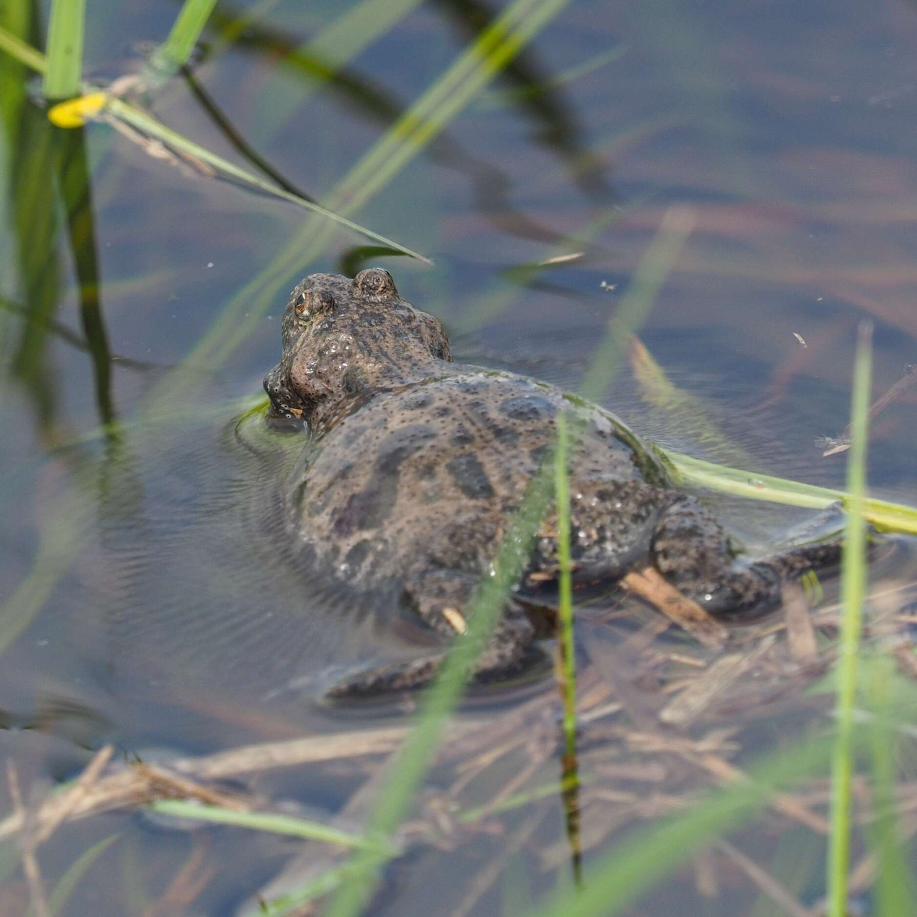 Image of Fire-bellied Toad