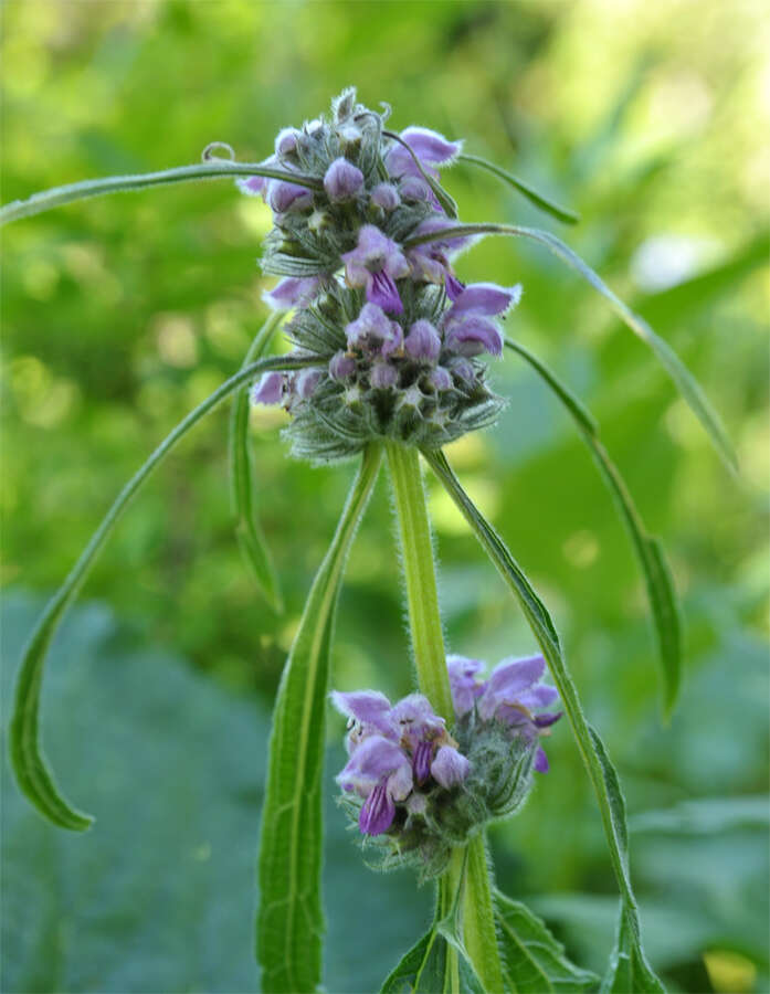 Imagem de Phlomoides alpina (Pall.) Adylov, Kamelin & Makhm.