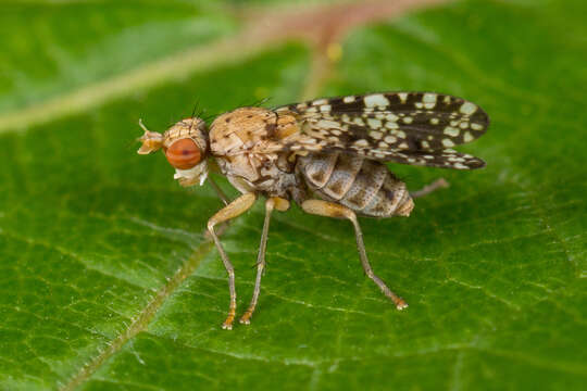 Image of Trypetoptera punctulata (Scopoli 1763)