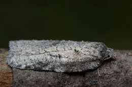 Acleris caliginosana Walker 1863的圖片