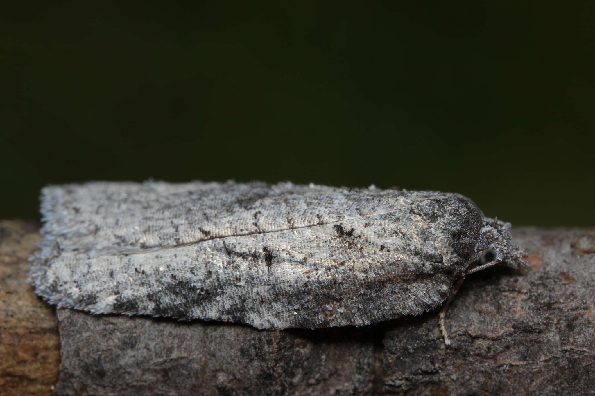 Acleris caliginosana Walker 1863的圖片