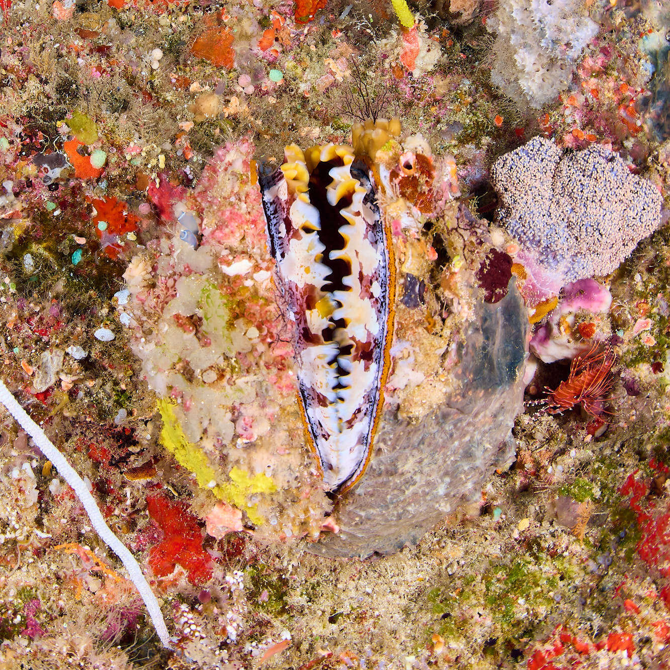 Image of Thorny oyster