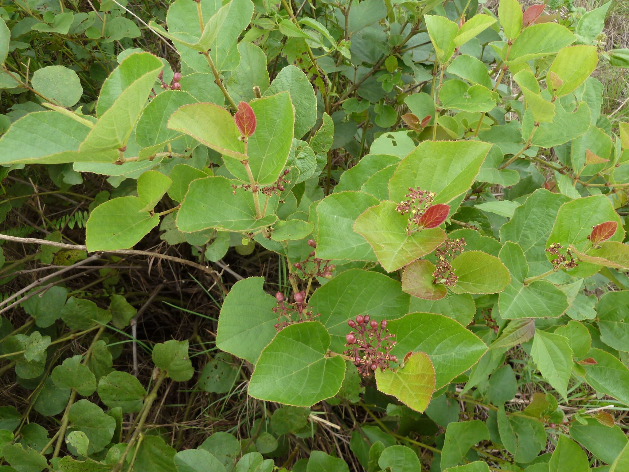 Image de Cissus doeringii Gilg & Brandt