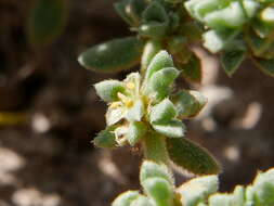 Image of Herniaria fontanesii subsp. almeriana Brummitt & Heywood